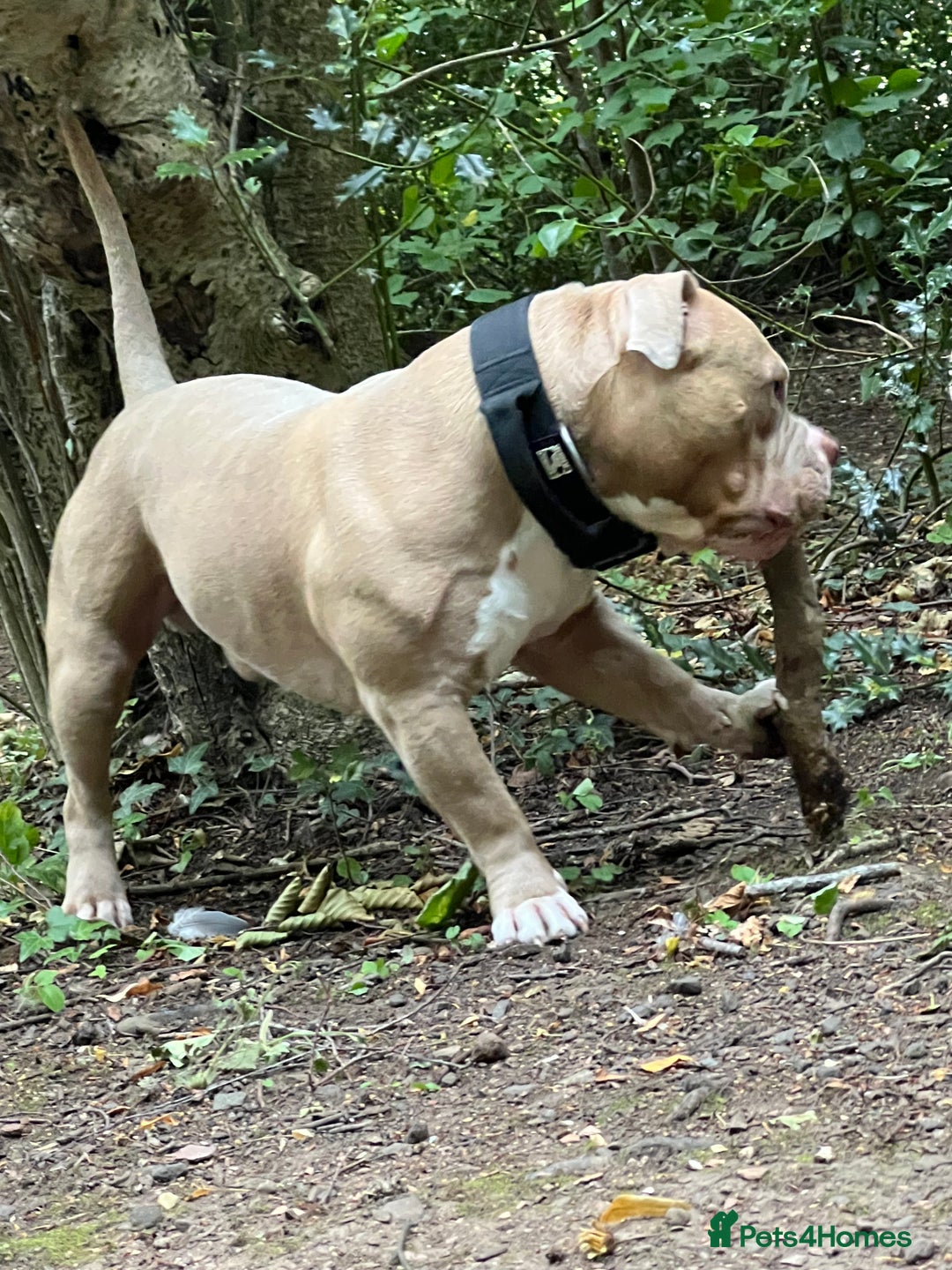 American Bully dogs for stud: American pocket bully  - Image 1