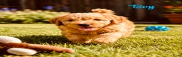 Cockapoo dogs for sale:  1200 REDUCED !!!!!READY FOR  HOME,LAST 💙❤️ - Advert 1