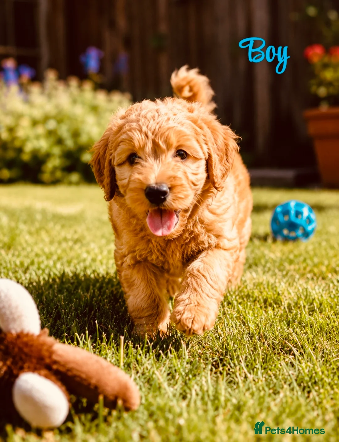 Cockapoo dogs for sale:  1200 REDUCED !!!!!READY FOR  HOME,LAST 💙❤️ - Advert 1
