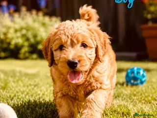 Cockapoo dogs REDUCED !!!!!READY FOR FOREVER HOME,LAST 💙❤️ - Advert 1