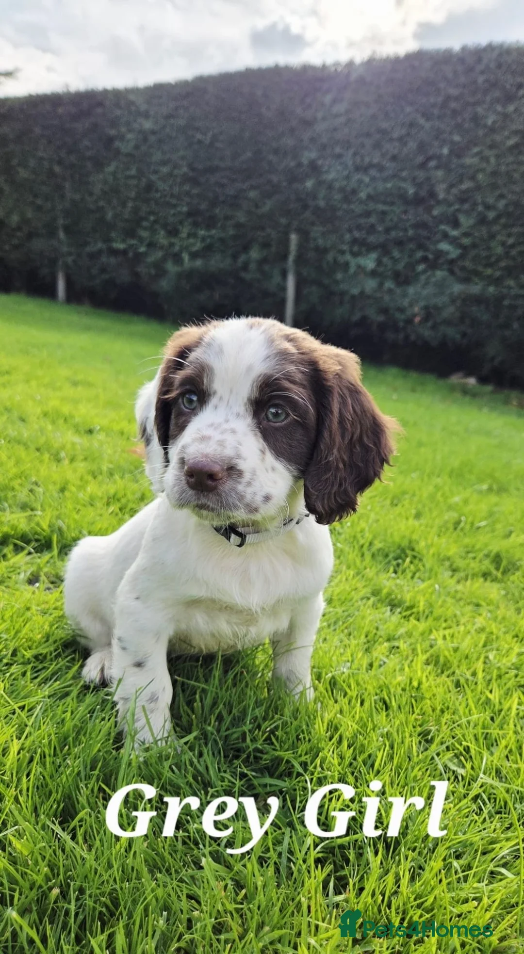Sprocker dogs for sale: Sprocker Spaniel puppies  - Advert 2