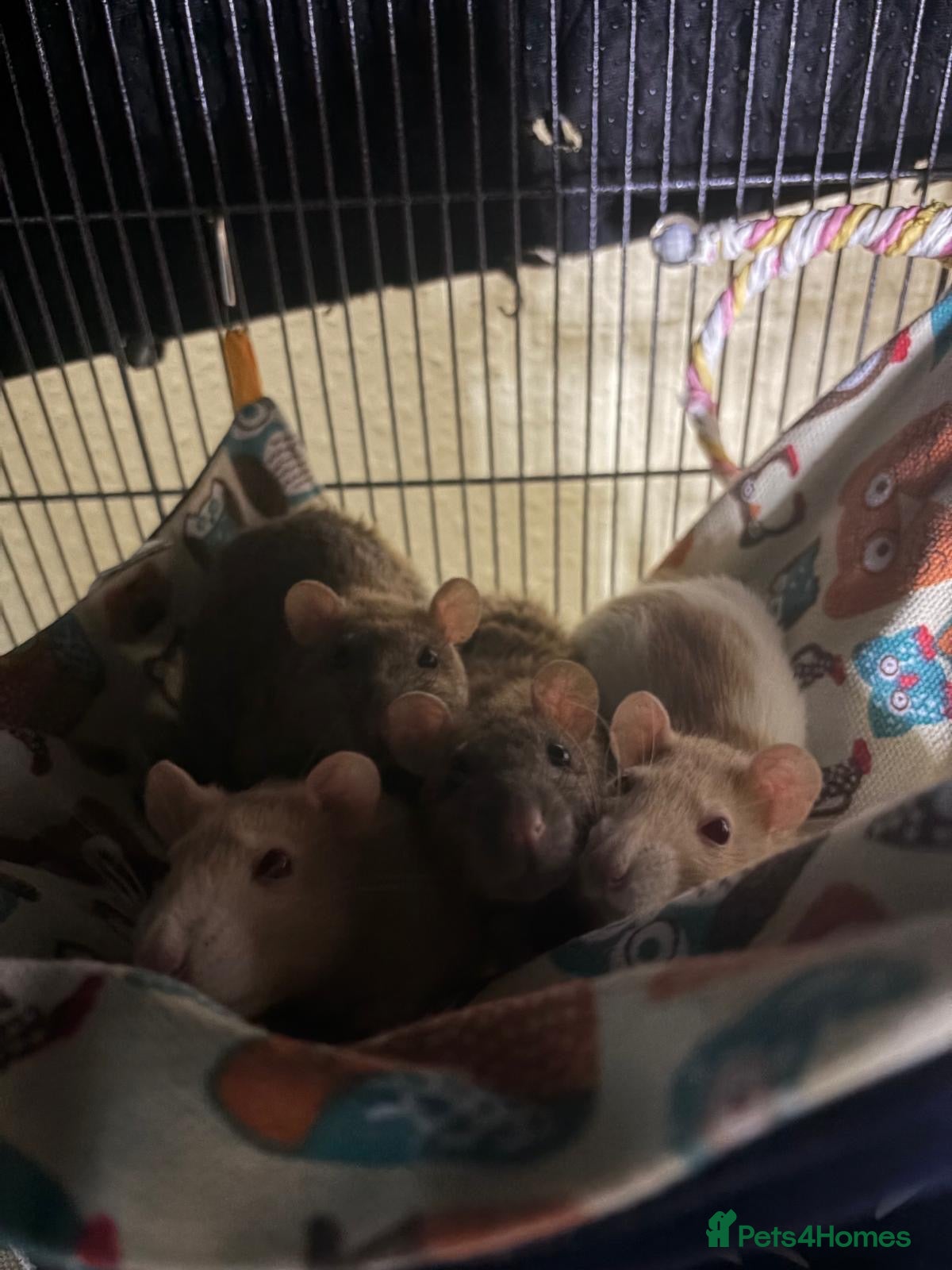 Rat rodents 4 friendly female rats, cage , accessories  - Advert 2