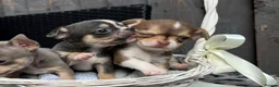 Chihuahua dogs for sale: 🐶Tiny exquisite RARE blue, Lilac & Chocolate Tri  - Advert 29