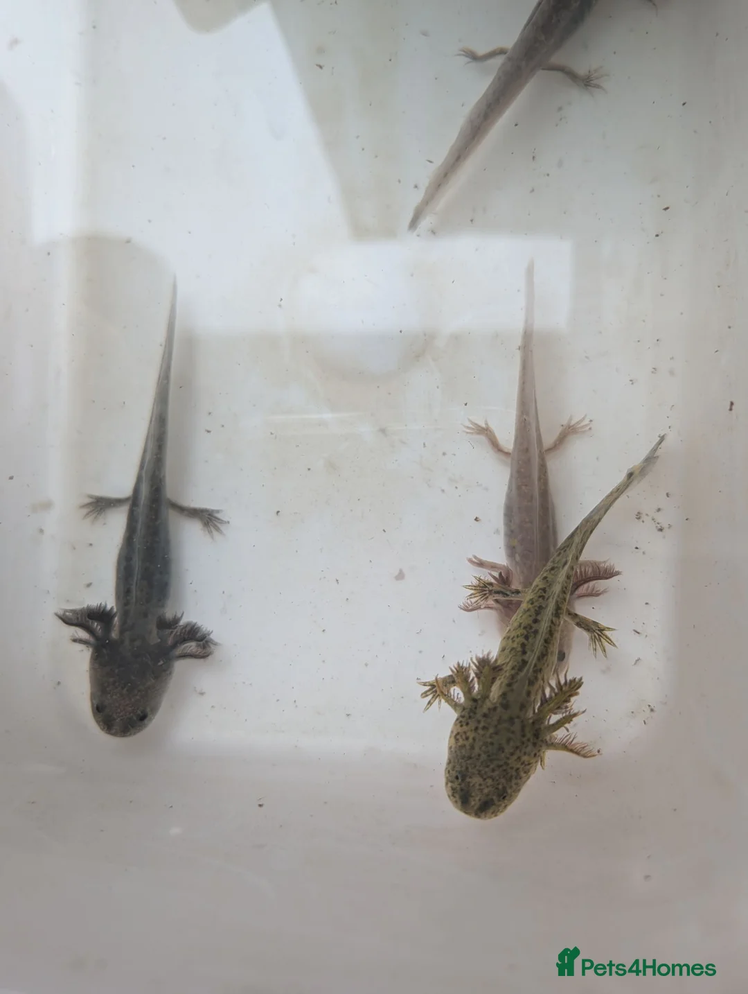 Other/Mixed Breed fish for sale: Axolotls  in Cheadle - Advert 7