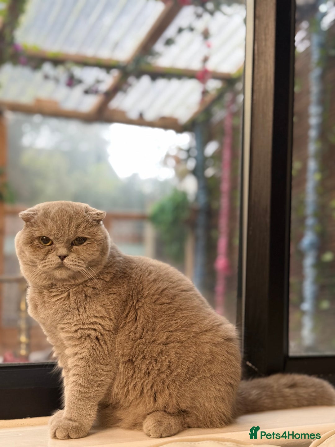 British Shorthair cats for sale: FEMALE BRITISH SHORT HAIR WITH SMALL EARS - Advert 5