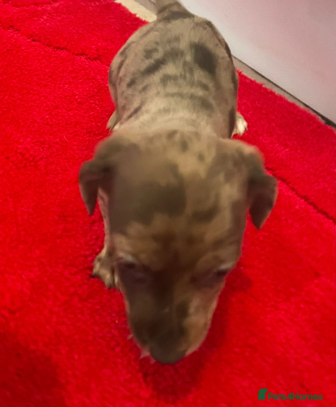 Mixed Breed dogs for sale: Dachshund x Jack Russel for sale - Advert 6