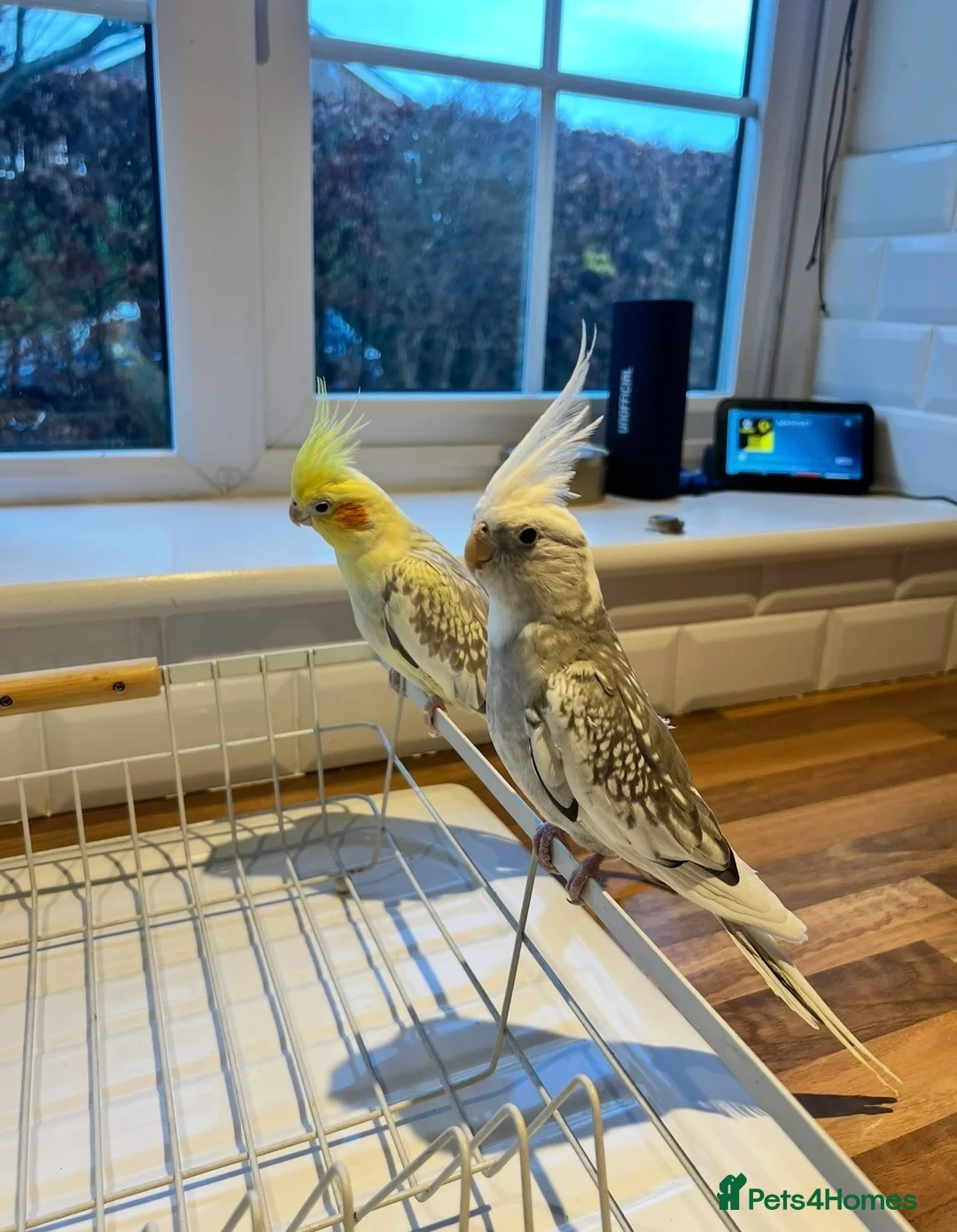 Cockatiels birds for sale: Male & Female Cockatiel Pair - Advert 2