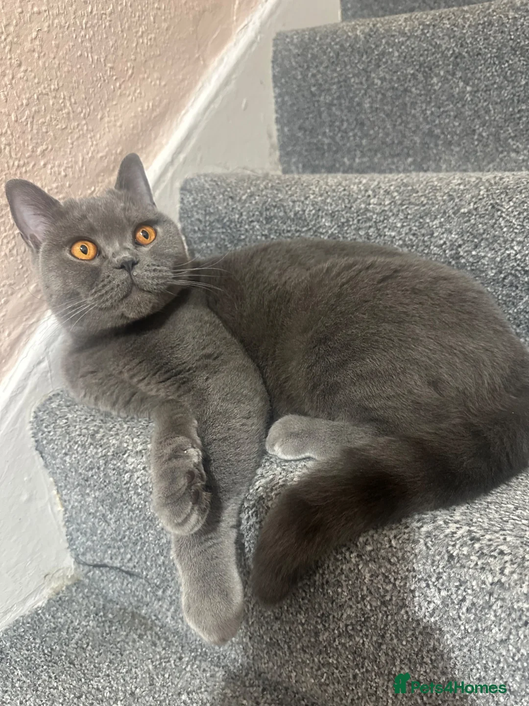 British Shorthair cats for sale: British Shorthairs - Advert 2