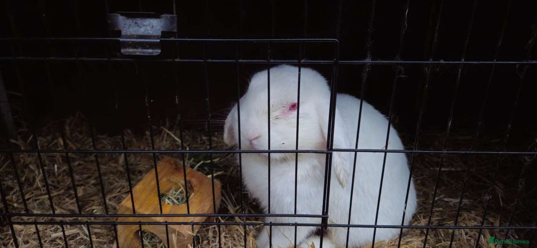 Mixed Breed rabbits for sale:  male rabbits and hutch - Image 3