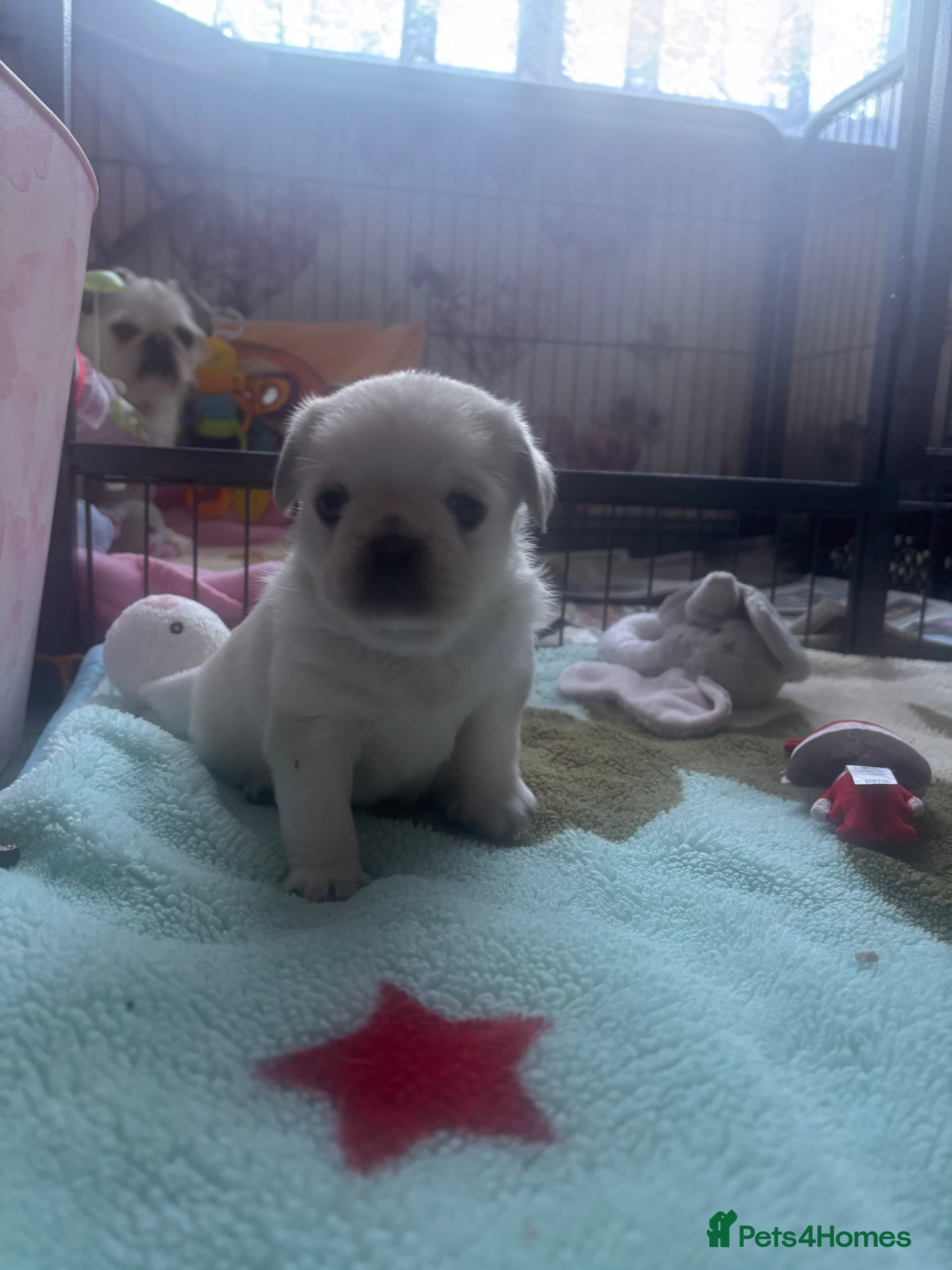 Pug dogs KC reg pug puppies  - Advert 15