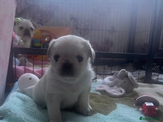 Pug dogs KC reg pug puppies - Advert 4