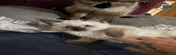 Ragdoll cats for sale: Ragdoll bluepoint/sealpoint - Advert 9