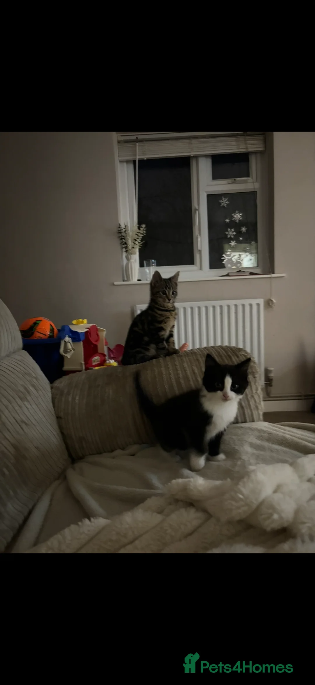 British Longhair cats for sale: 2 female kittens in Rowland's Castle - Advert 3