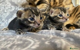Bengal cats for sale: STUNNING TICA reg Bengal kittens ready to reserve - Image 18