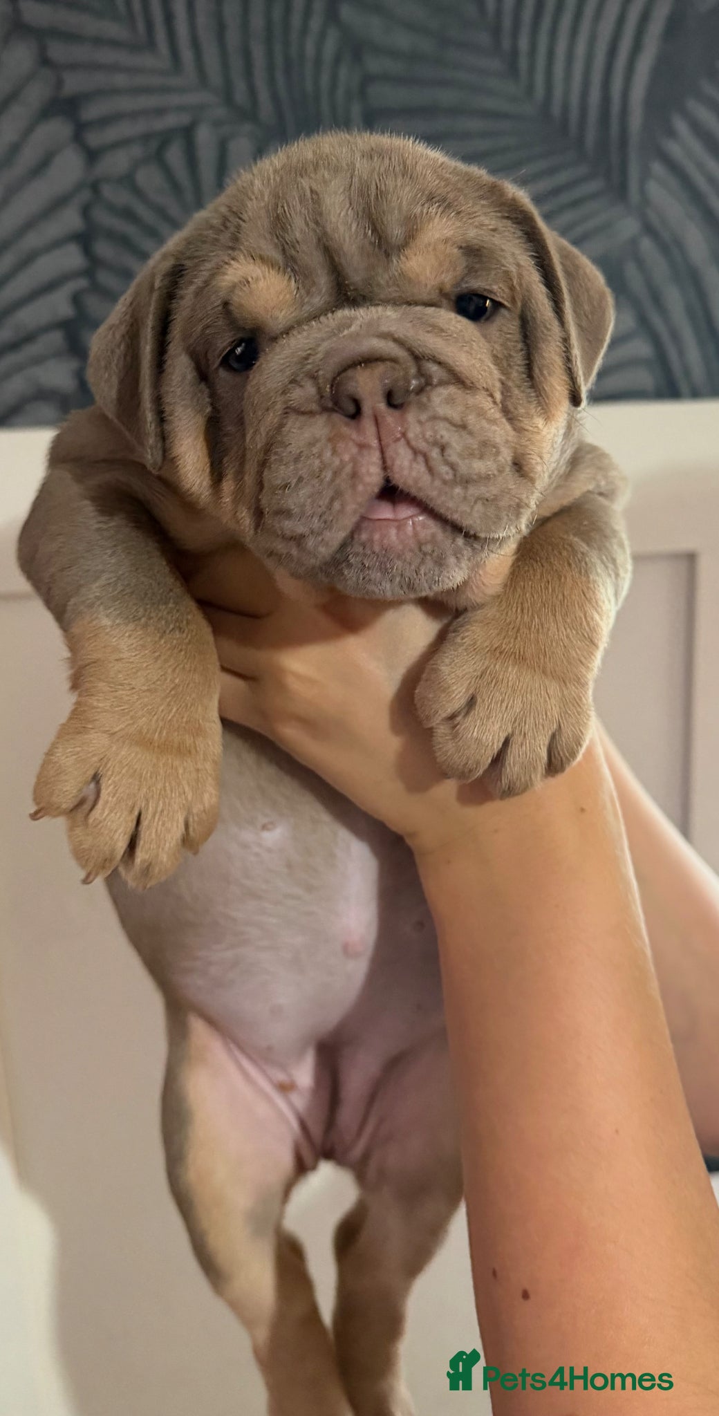 English Bulldog dogs Gorgeous KC English Bulldog Puppies - Advert 1
