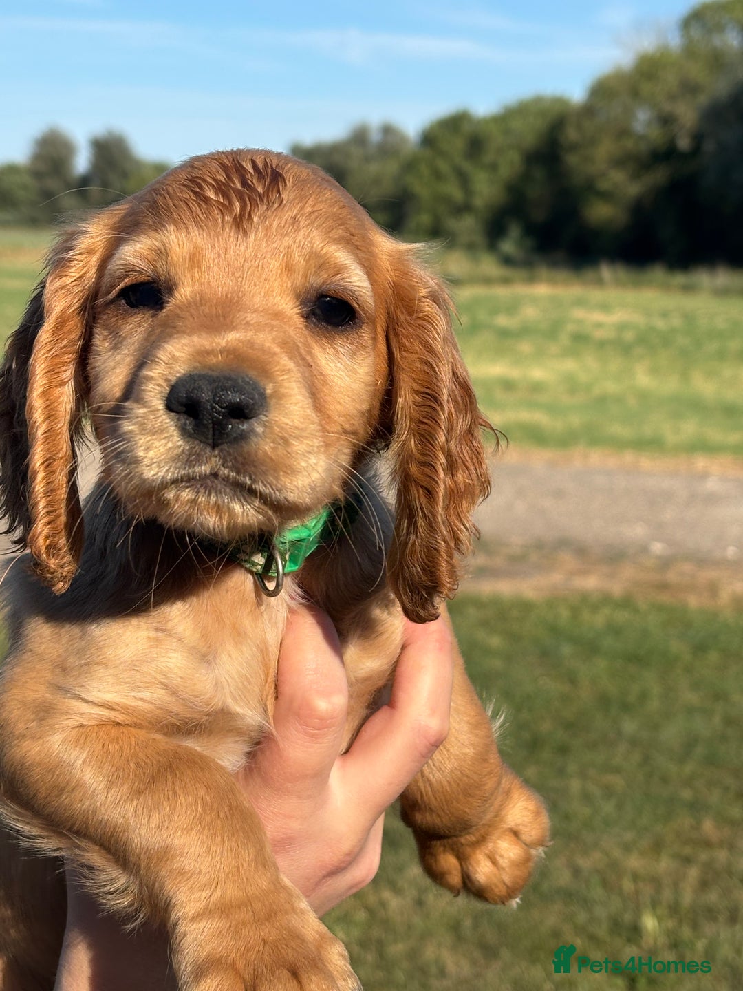 Cocker Spaniel dogs for sale: Ready To Go Now Lovely Cocker Spaniel Puppies - Image 12