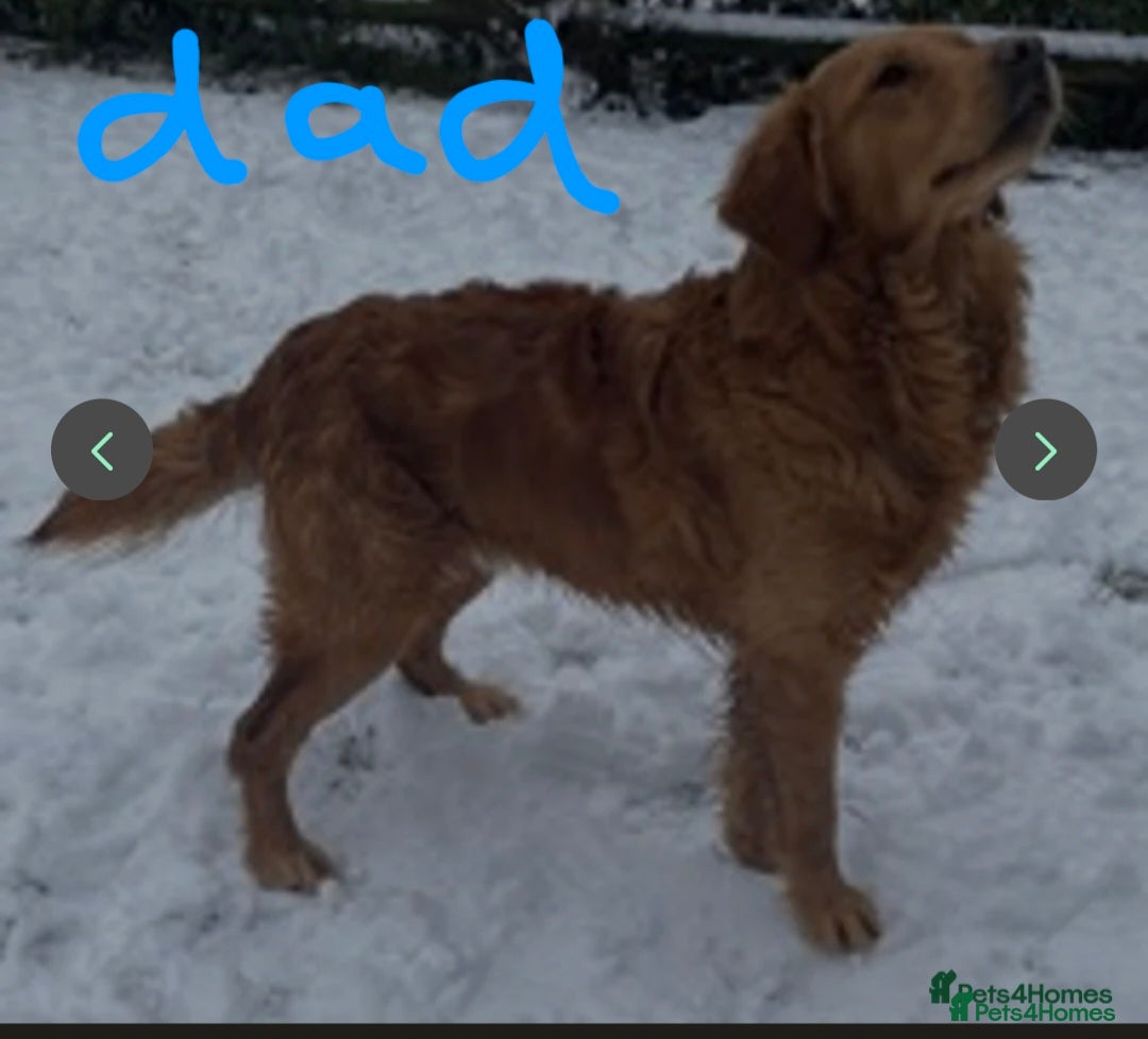 Golden Retriever dogs for sale: KC registered Beautiful Golden retriever puppies  - Advert 15