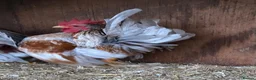 Chickens poultry for sale: Show quality serama hatching eggs and chicks  - Advert 4