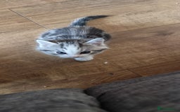 Persian cats for sale: Five loveable Persian kittens  - Image 13
