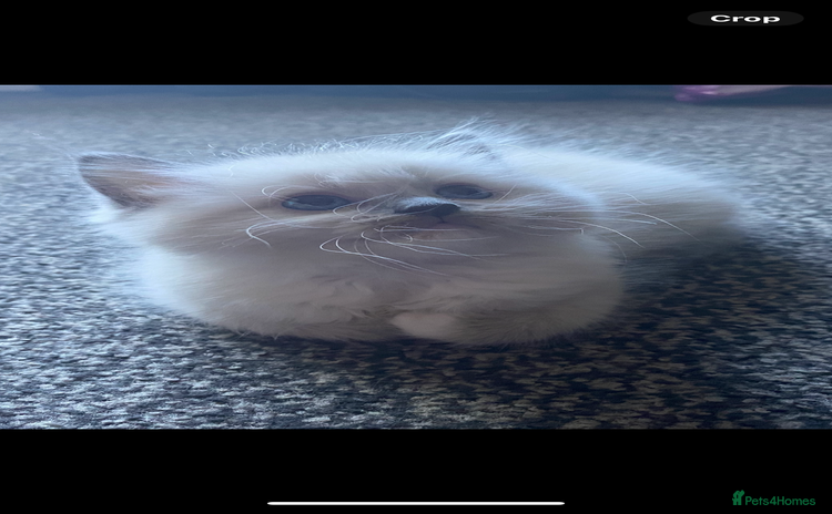 Ragdoll cats - Advert 1