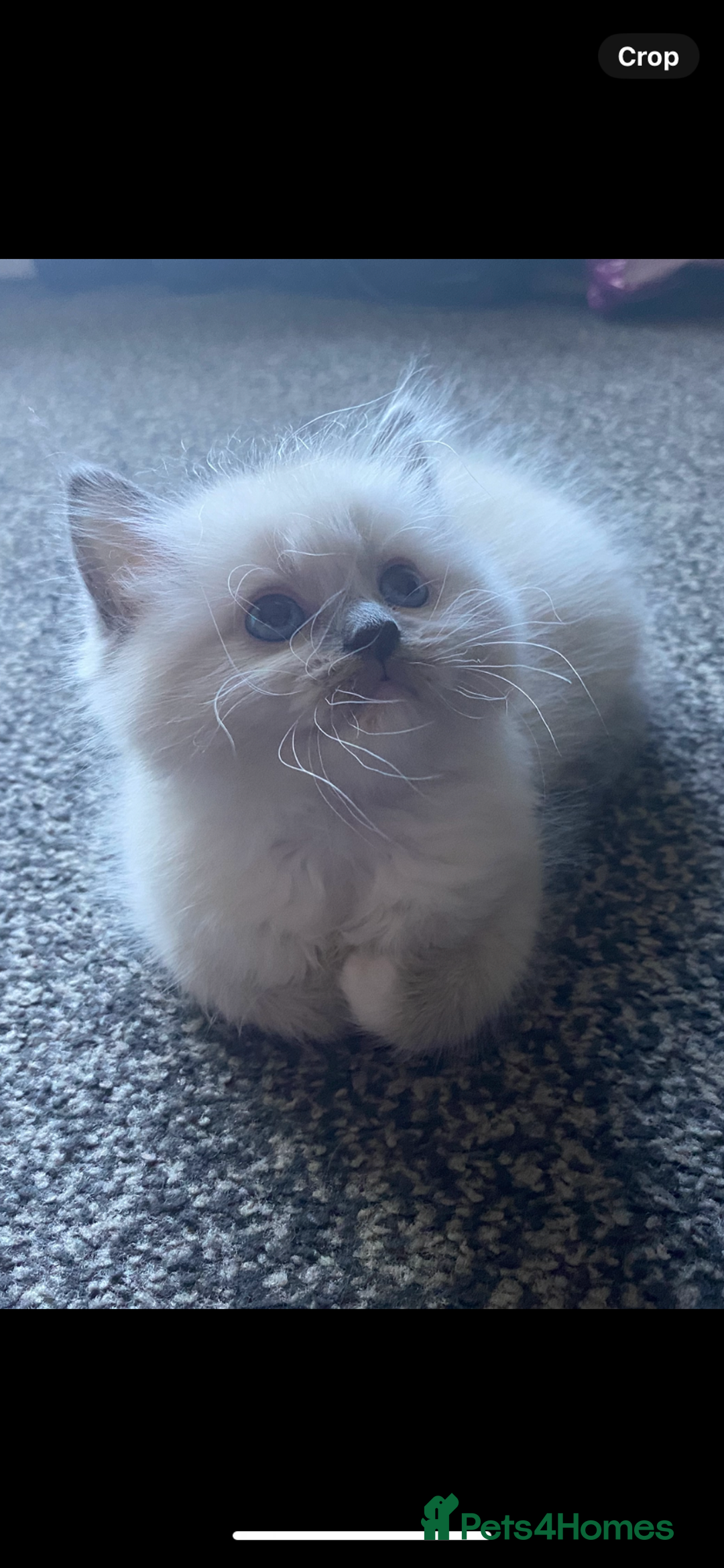 Ragdoll cats for sale: stunning ragdoll kittens - Image 1