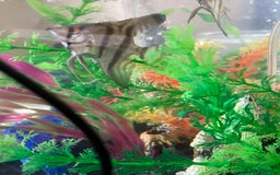 Angelfish fish for sale: Marble angelfish for sale - Image 9