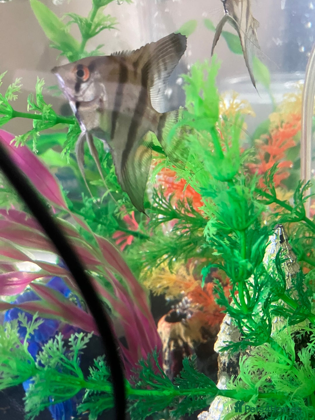 Angelfish fish for sale: Marble angelfish for sale - Image 9