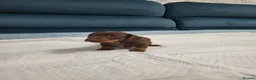 Miniature Dachshund dogs for sale: Mini dachshund short hair  stunning 4 puppies - Advert 8