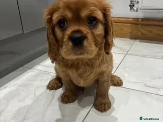 Cavalier King Charles Spaniel dogs Exceptional KC Reg Health tested cavalier puppies - Advert 9