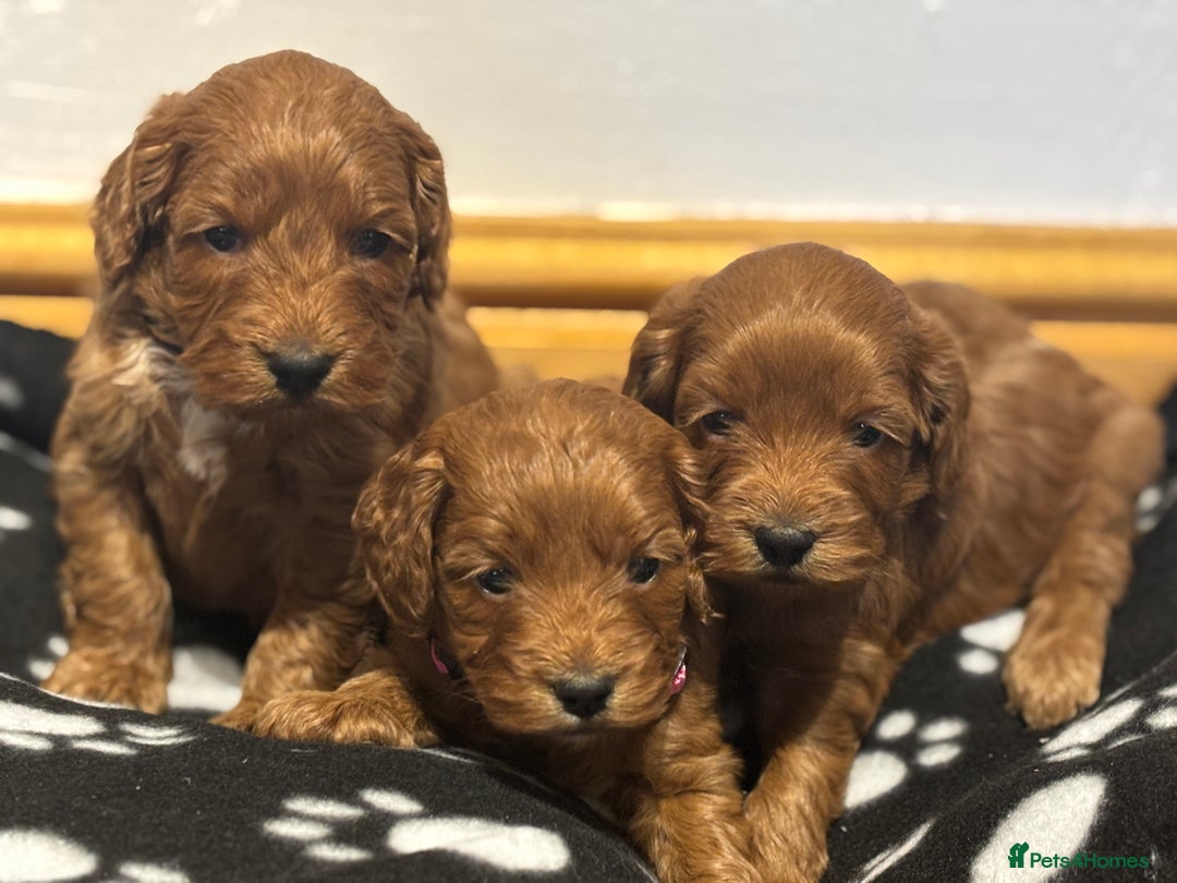 Cockapoo dogs for sale: 🐾 3 lovely Red F1 Cockapoo puppies 🐾 - Advert 2
