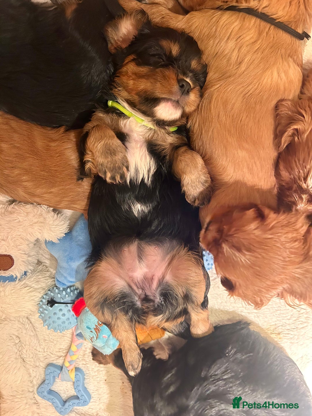 Cavalier King Charles Spaniel dogs for sale: 🫶🏻 Cavalier King Charles 🐶 - Image 23