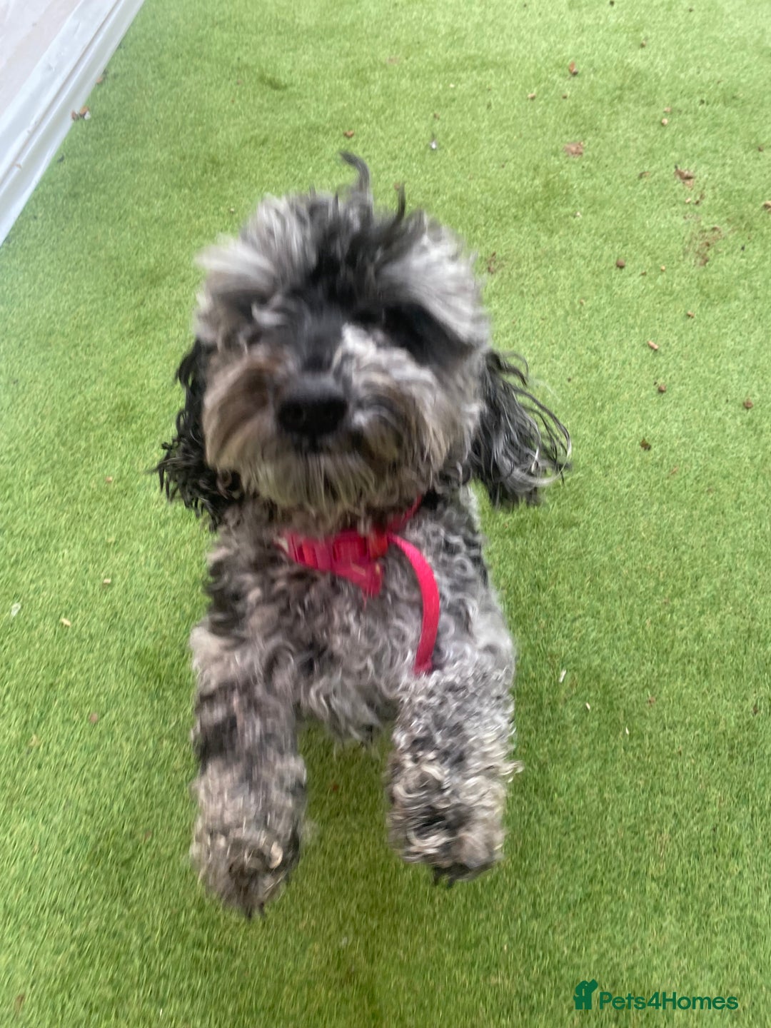 Cockapoo dogs for sale: Cockapoo 2 year old - Advert 7