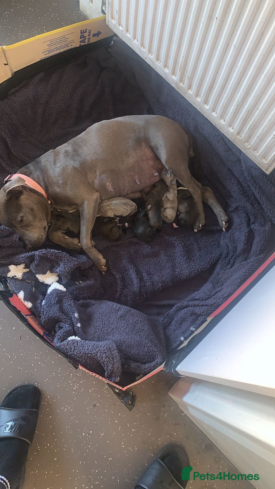 Staffordshire Bull Terrier dogs Stunning litter of 8 Staffordshire bull terriers - Advert 6