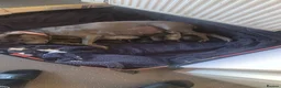 Staffordshire Bull Terrier dogs for sale: Stunning litter of 8 Staffordshire bull terriers - Advert 1