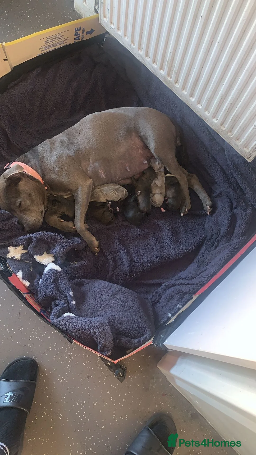 Staffordshire Bull Terrier dogs for sale: Stunning litter of 8 Staffordshire bull terriers - Advert 1
