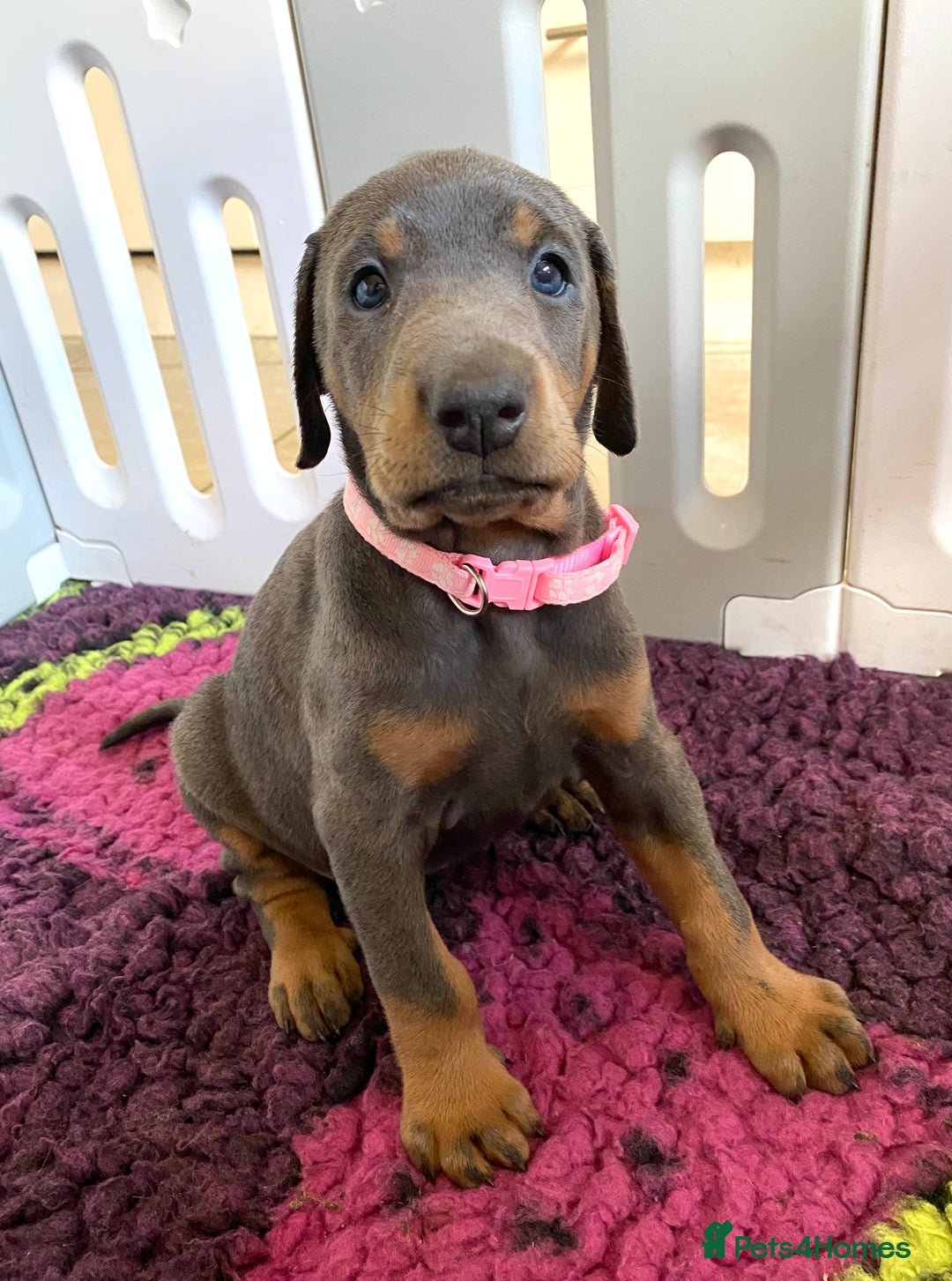 Dobermann dogs for sale: DOBERMAN PUPPIES (BOTH KC HEALTH TESTED PARENTS) - Image 23