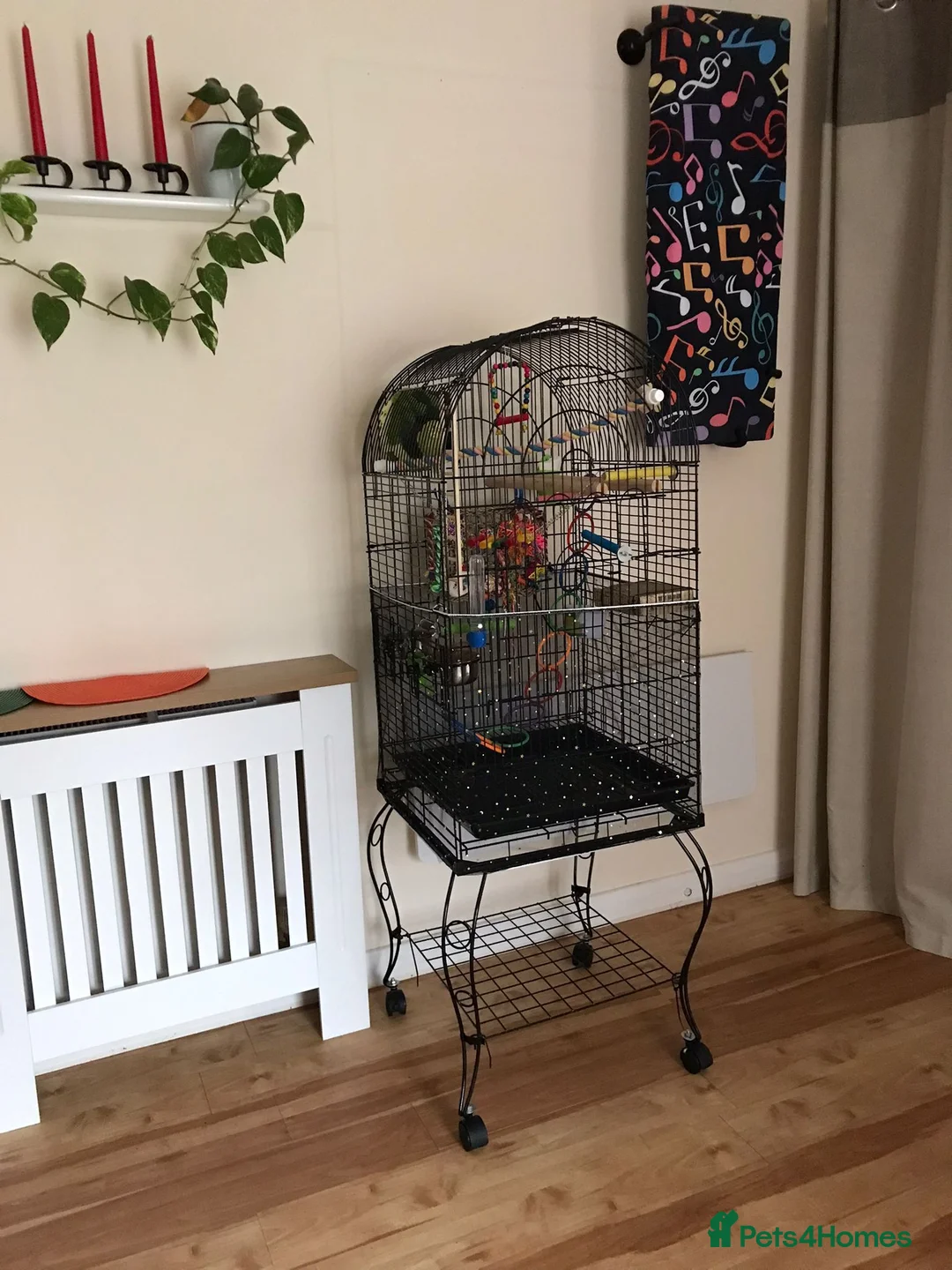 Budgerigars birds for sale: Gorgeous Budgies with fully accessorised cage - Advert 5