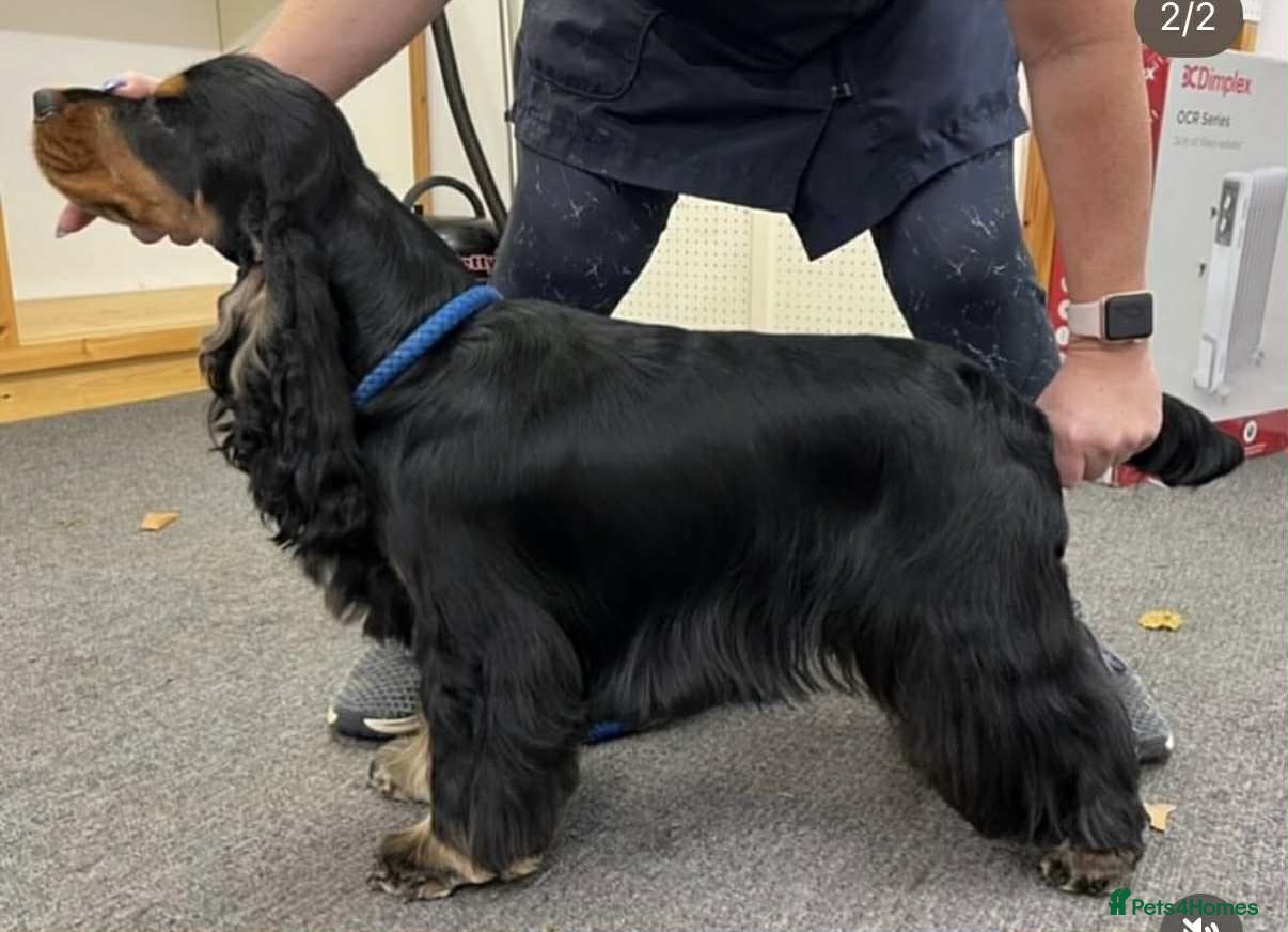 Cocker Spaniel dogs 100% show import stud - Advert 1