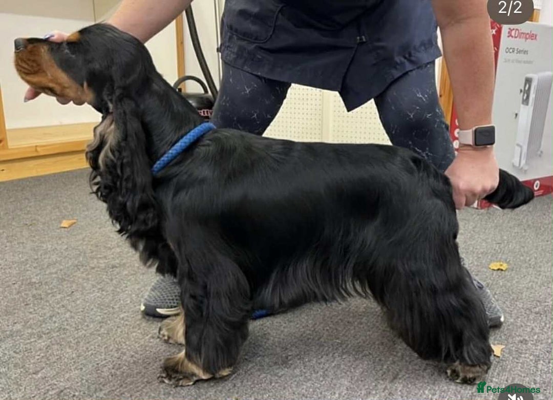 Cocker Spaniel dogs for stud: 100% show import stud - Advert 1