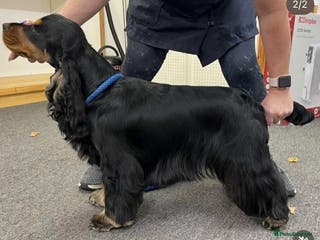 Cocker Spaniel dogs 100% show import stud - Advert 1