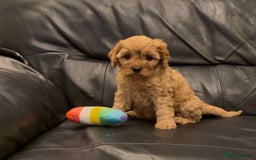 Cavapoo dogs for sale: Extensive DNA & Heart tested quality Cavapoo pups - Image 7