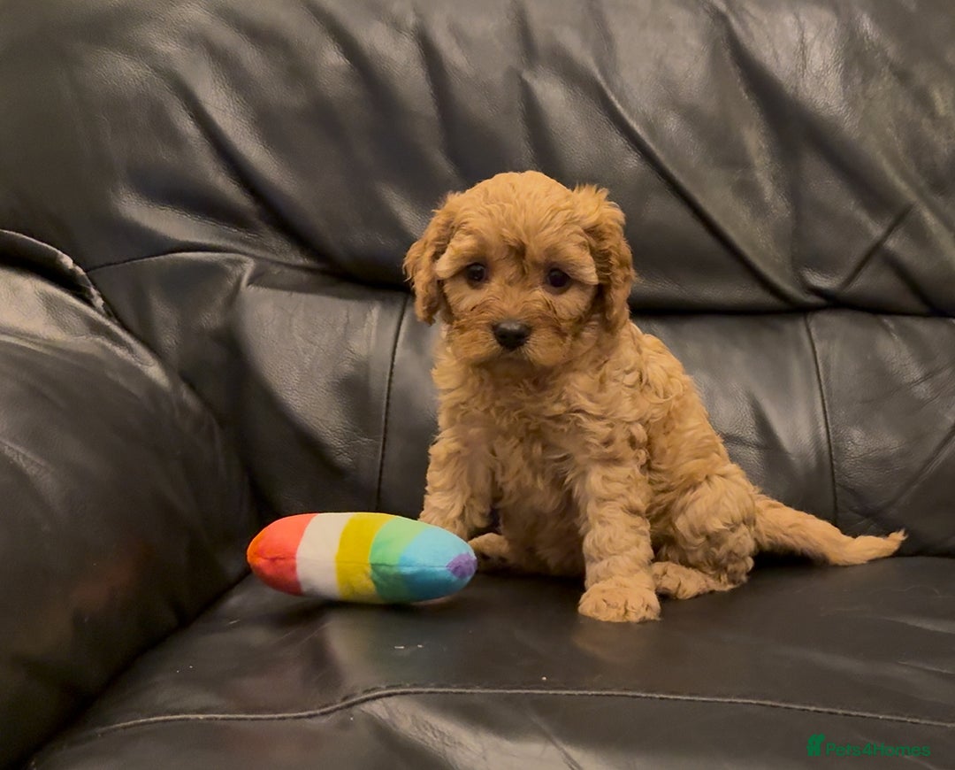 Cavapoo dogs for sale: Extensive DNA & Heart tested quality Cavapoo pups - Image 7