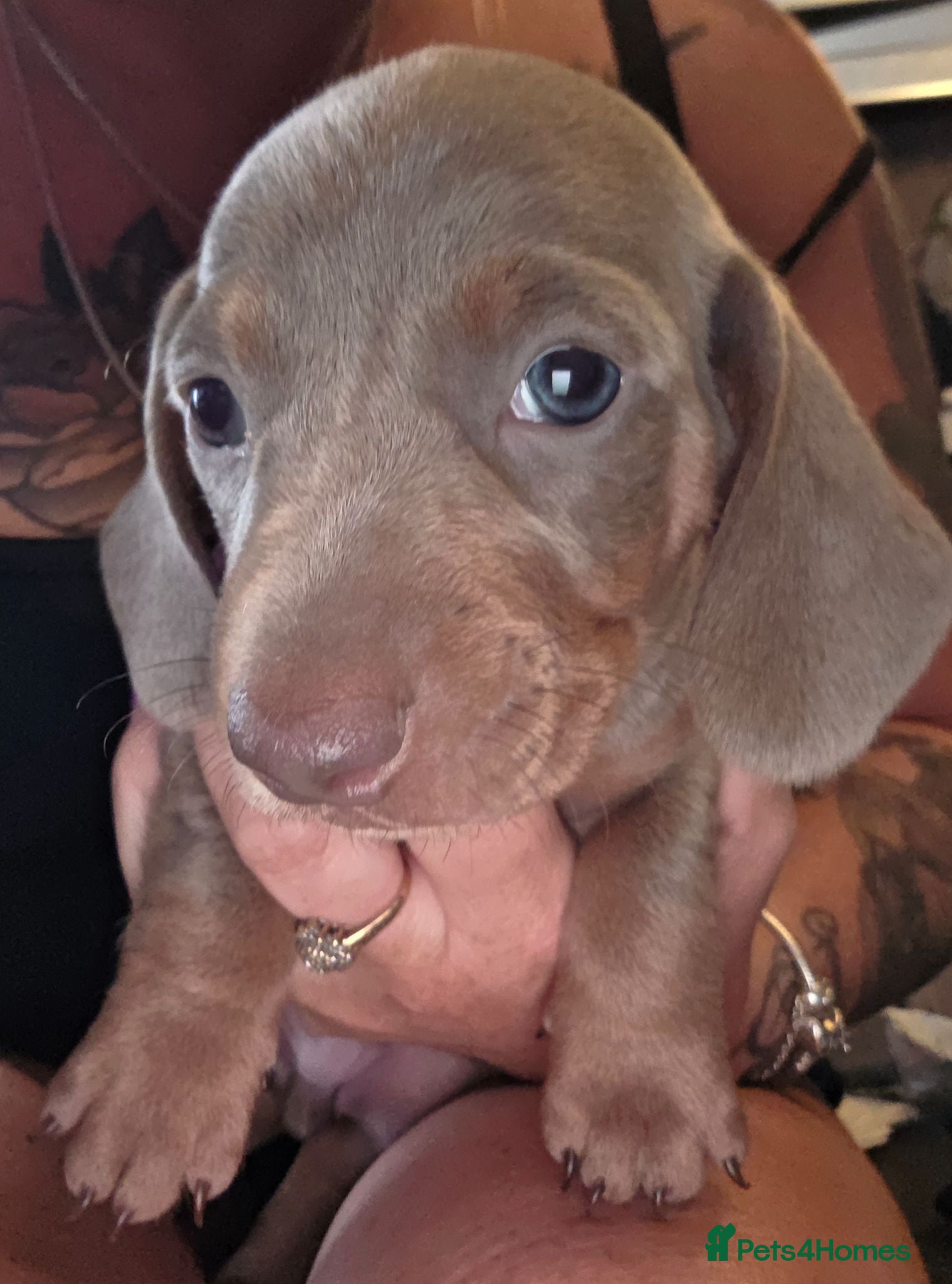 Dachshund dogs 1 isabella male Daschund puppy left - Advert 6