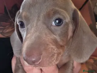 Dachshund dogs 1 isabella male Daschund puppy left - Advert 6