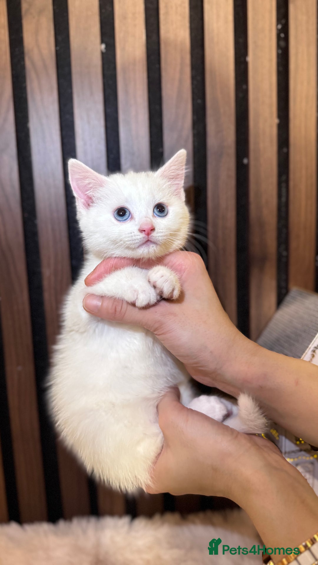 British Shorthair cats for sale: 🎃The Jack Frost Litter–Frost & Pumpkin Whiskers❄️ - Image 8