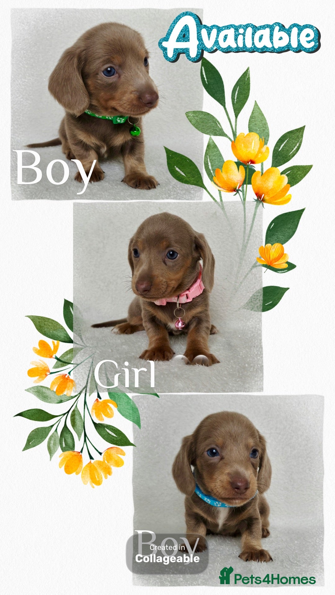 Miniature Dachshund dogs 💎 TOP QUALITY KC REG & PRA CLR MINI DACHSHUNDS💎 - Advert 2