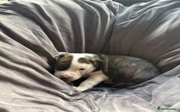 Mixed Breed dogs for sale: Beautiful puppies available – Reserve yours now! - Image 5
