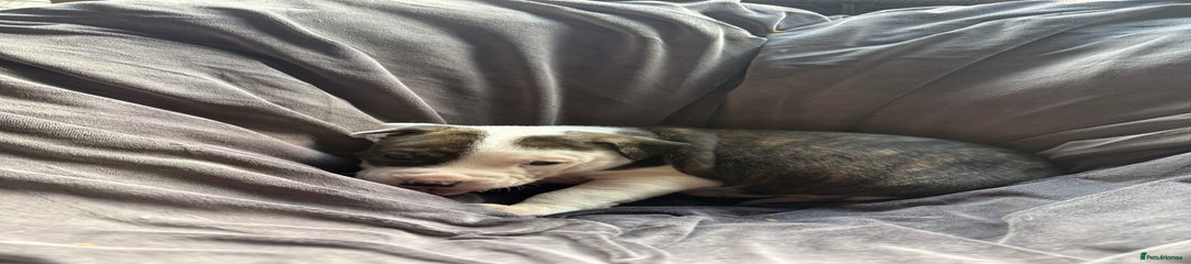 Mixed Breed Puppy 5