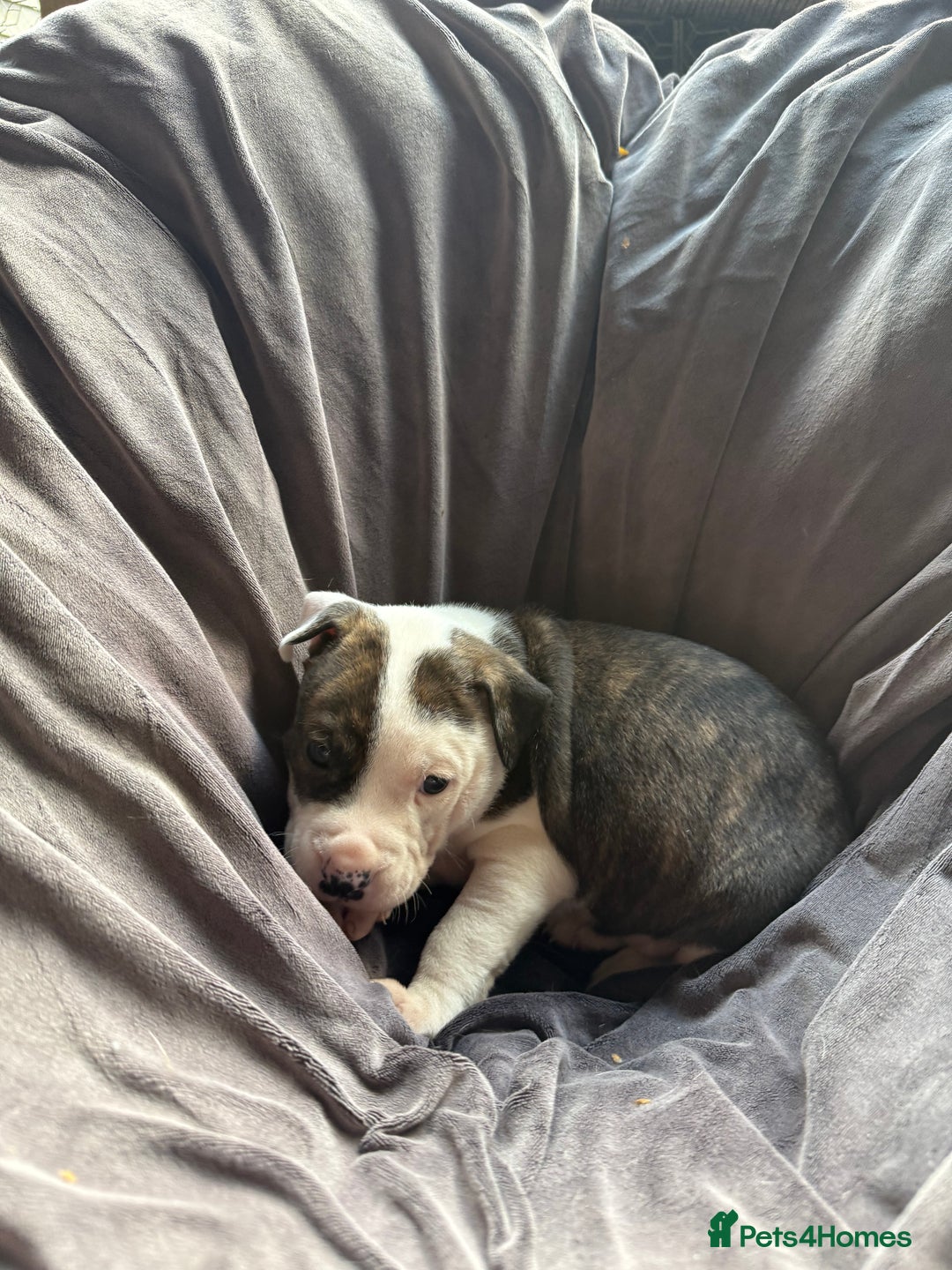 Mixed Breed dogs for sale: Beautiful puppies available – Reserve yours now! - Image 5
