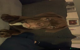 Old Tyme Bulldog dogs for sale: Chocolate male for sale  - Advert 8